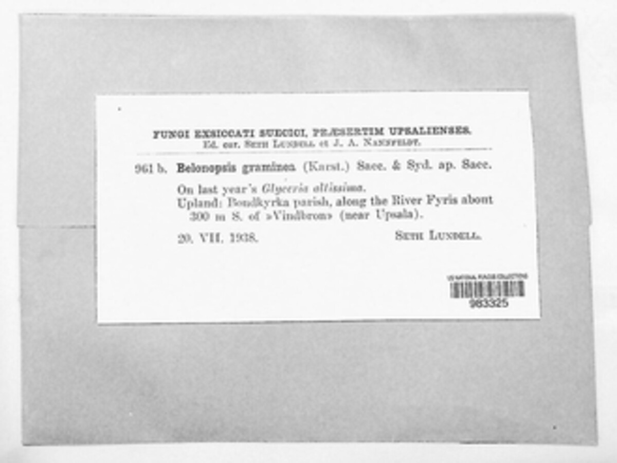 Belonopsis graminea image
